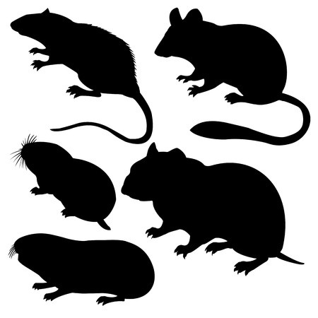 Lutte contre les nuisibles : rats, campagnols, souris